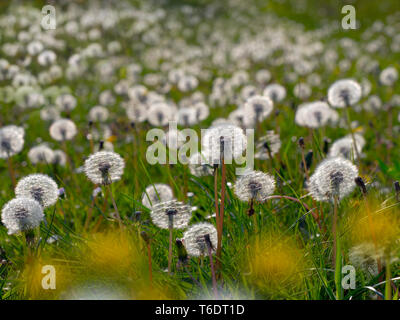 Löwenzahn Taxaxacum officinale Samenköpfe und Blumen Stockfoto