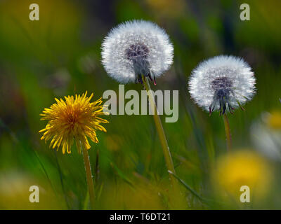 Löwenzahn Taxaxacum officinale Samenköpfe und Blumen Stockfoto