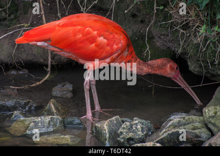 Scarlet ibis (Eudocimus ruber), Birds of Eden, Plettenberg Bay, Südafrika. Stockfoto