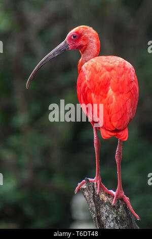 Scarlet ibis (Eudocimus ruber), Birds of Eden, Plettenberg Bay, Südafrika. Stockfoto