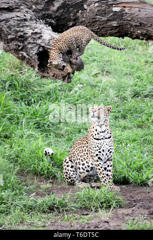Ein leopard Mutter, Panthera Pardus, sitzt auf dem Boden und schaut zu ihr Cub, die auf einem Baumstamm steht Stockfoto