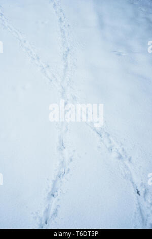Hohen winkel Nahaufnahme von Tierspuren im Schnee, Vertiefungen in tiefem Schnee Stockfoto