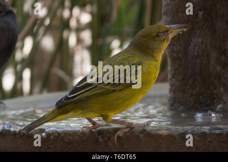 Yellow-bellied greenbul, (Chlorocichla flaviventris), Oudtshoorn, Südafrika. Stockfoto