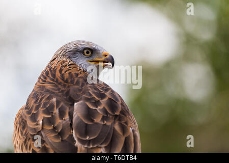 Ein Harris Hawk in die Ferne schaut s Es ruht auf einem Post im Frühjahr 2019 in England. Stockfoto