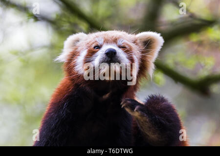 Ein Roter Panda sitzt auf einem Ast eines Baumes, wie es sich im Frühjahr 2019 in England Kratzer. Stockfoto