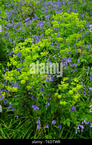 Holz wolfsmilch Euphorbia amygdaloides blühende Pflanze mit Glockenblumen im Hintergrund. Stockfoto