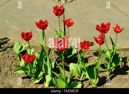 Red Parrot Gruppe Tulpen lateinischer Name Tulipa Vielzahl König der Löwen Stockfoto