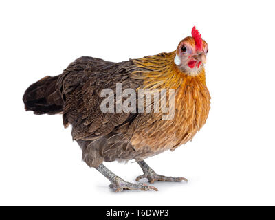 Neugierig Brauner Zwerg henne Seite Möglichkeiten, auf die Linse. Auf weissem Hintergrund. Stockfoto