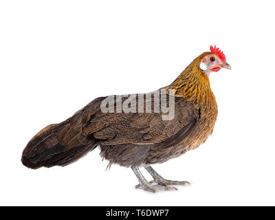 Neugierig Brauner Zwerg henne Seite Möglichkeiten, gerade mit Blick auf die Zukunft. Auf weissem Hintergrund. Stockfoto