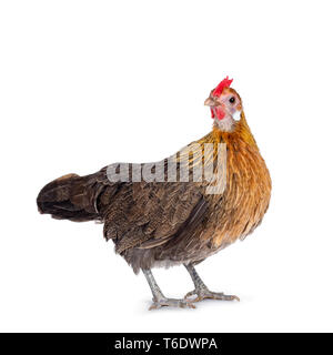 Neugierig Brauner Zwerg henne Seite Möglichkeiten, Kopf nach hinten am Objektiv. Auf weissem Hintergrund. Stockfoto