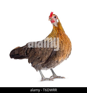 Neugierig Brauner Zwerg henne Seite Möglichkeiten, Kopf nach hinten am Objektiv. Auf weissem Hintergrund. Stockfoto