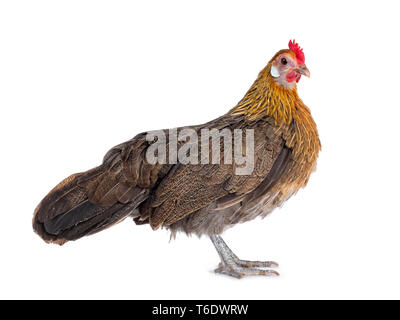 Neugierig Brauner Zwerg henne Seite Möglichkeiten, Kopf drehte sich am Objektiv. Auf weissem Hintergrund. Stockfoto