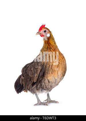 Neugierig Brauner Zwerg Henne stehend nach vorne, Kopf drehte sich zur Seite und suchen am Objektiv. Auf weissem Hintergrund. Stockfoto