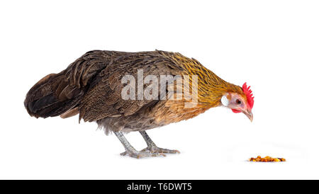 Neugierig Brauner Zwerg henne Seite Möglichkeiten, Kopf unten in Essen suchen. Auf weissem Hintergrund. Stockfoto