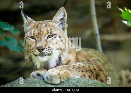 Portrait von Lynx Weiblich Stockfoto