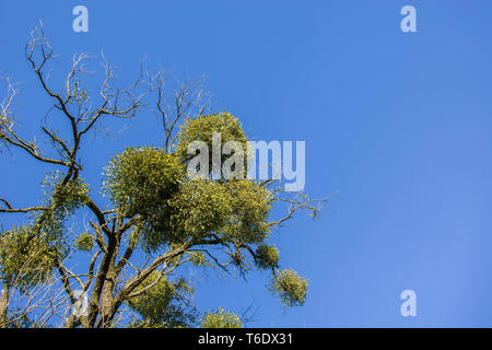 Die Mistel wächst auf einem Baum ohne Blätter und blauer Himmel Stockfoto