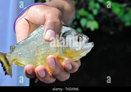 Weißer Piranha im Dschungel von Peru Stockfoto