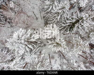 Immergrüne Wald im Winter Stockfoto