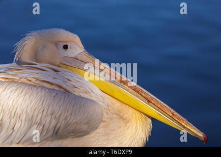 Östlichen weißer Pelikan (Pelecanus Onocrotalus) Stockfoto