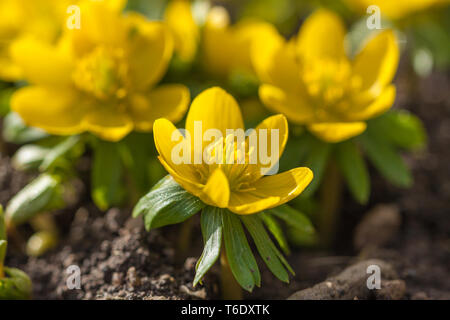 Camas, Eranthis hyemalis Stockfoto