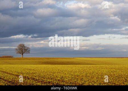 Walnussbaum (Juglans regia) im Abendlicht Stockfoto