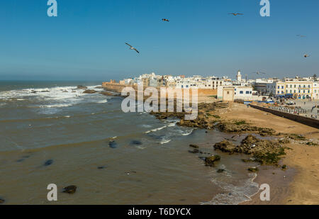 Möwen über der Altstadt von Essaouira, Marokko Stockfoto