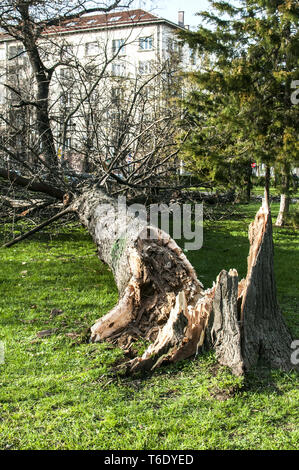 Gefallenen großen Baum im Stadtpark aufgrund starker Sturm Stockfoto