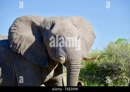 Afrikanischer Elefant im Moremi Game Reserve Stockfoto