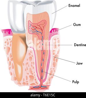Medizinische Illustration der Abschnitt der Zahn Stock Vektor