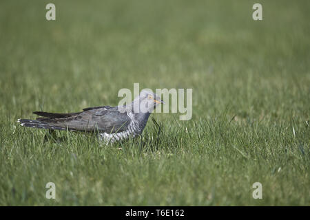 Gemeinsame Kuckuck, Kuckuck Cuculus canorus, Stockfoto