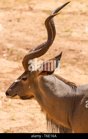 Männliche Kudus Tragelaphus strepsiceros, mit prächtigen Hörner, Seite Profil ansehen. Samburu National Reserve, Kenia Ostafrika Stockfoto