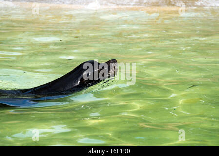 Northern Fell Dichtung (Callorhinus ursinus) Stockfoto