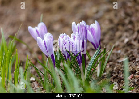 Spring Flower Pulsatilla pratensis (kleine Pasque flower) Stockfoto