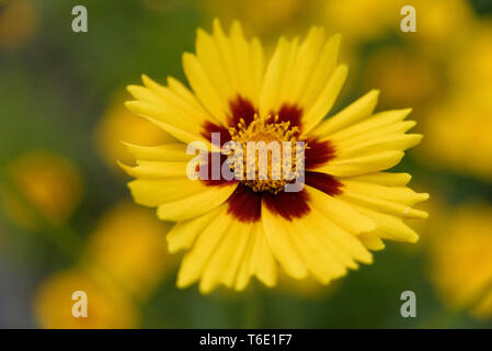 Coreopsis Stockfoto