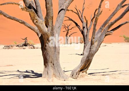 Im Fokus der toten Bäumen Deadvlei Namib Namibia Stockfoto