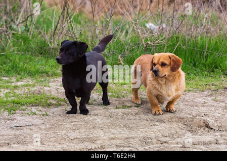 Zwei süße kleine schwarz und braun mix Hunde außerhalb Stockfoto