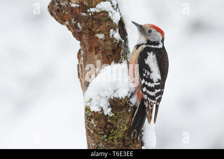 Mitte Buntspecht, Picoides medius Stockfoto