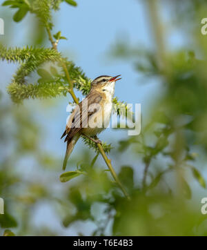 Schilfrohrsänger (Acrocepphalus schoenobaenus) Stockfoto