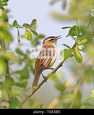 Schilfrohrsänger (Acrocepphalus schoenobaenus) Stockfoto