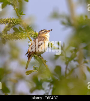 Schilfrohrsänger (Acrocepphalus schoenobaenus) Stockfoto