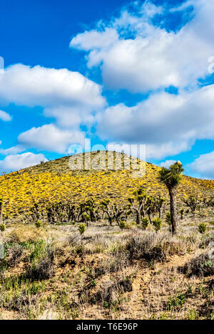 Einen Hügel der gelben Wildblumen hinter Joshua Bäume, der Mojave Wüste. Stockfoto