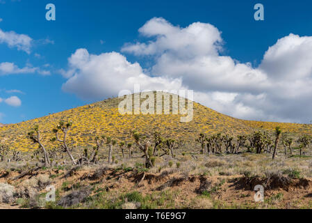 Eine sanfte Hügel, mit gelben Wildblumen hinter verstreut Joshua Bäume, unter einem blauen Himmel und weißen Wolken. Stockfoto