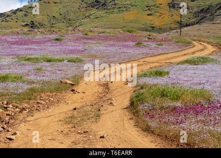 Felder mit Wildblumen mit Schmutz Straße in Richtung grüne Hügel führt. Stockfoto