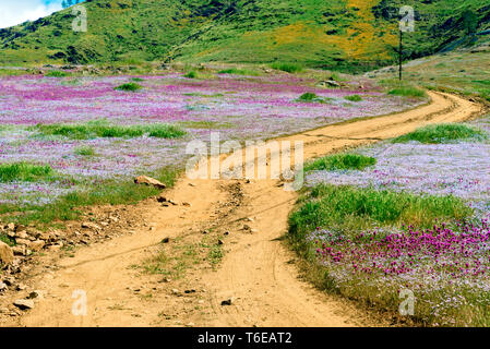 Land wieder Weg durch Wiesen mit Wildblumen gegenüber der grünen Berge. Stockfoto