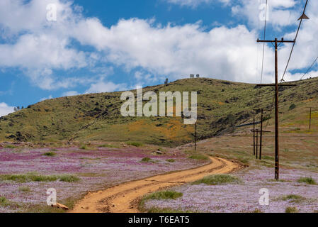 Unbefestigte Straße und Utility Pole durch Felder von bunten wildflowers in Richtung grüne Hügel führenden Jenseits unter strahlend blauem Himmel Himmel mit flauschigen weissen Wolken. Stockfoto