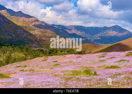 Bunte Wiesen mit Wildblumen mit Bergen über unter strahlend blauen Himmel mit weißen Wolken. Stockfoto