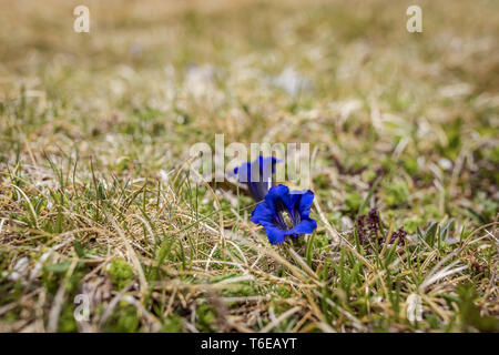 Stemless alpine Enzian auf der grünen Wiese Stockfoto