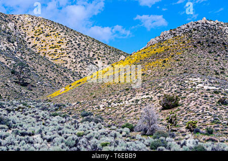 Tal von Sagebrush bis tp Hang Schlucht mit gelben Wildblumen unter strahlend blauen Himmel. Stockfoto