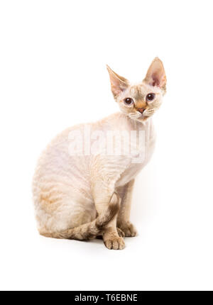 Devon Rex-Katze Stockfoto