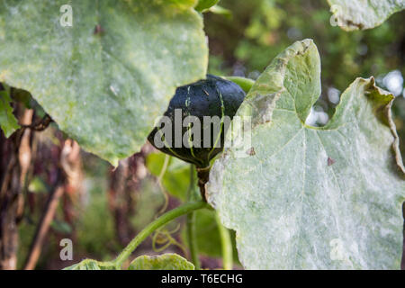 Ansicht schließen eines dunklen Grün Buttercup Squash, die ihren Weg aus dem Garten eingeschlichen hat, die von einem Baum viele Meter entfernt zu hängen die besten Sonnenschein zu finden. Stockfoto